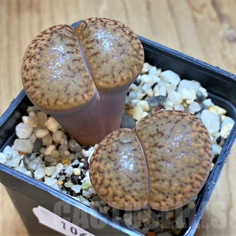 SH10691 Lithops bromfieldii v.glaudinae