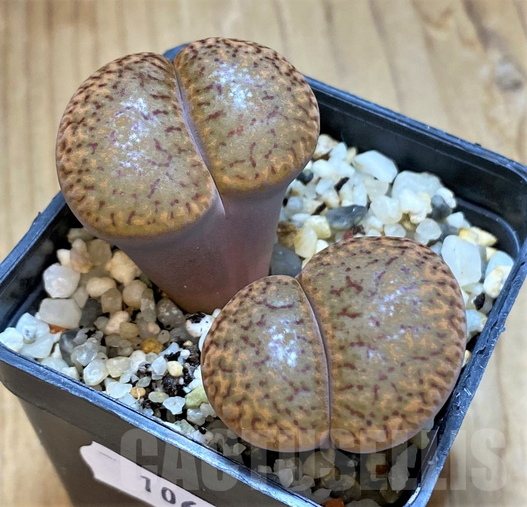 SH10691 Lithops bromfieldii v.glaudinae