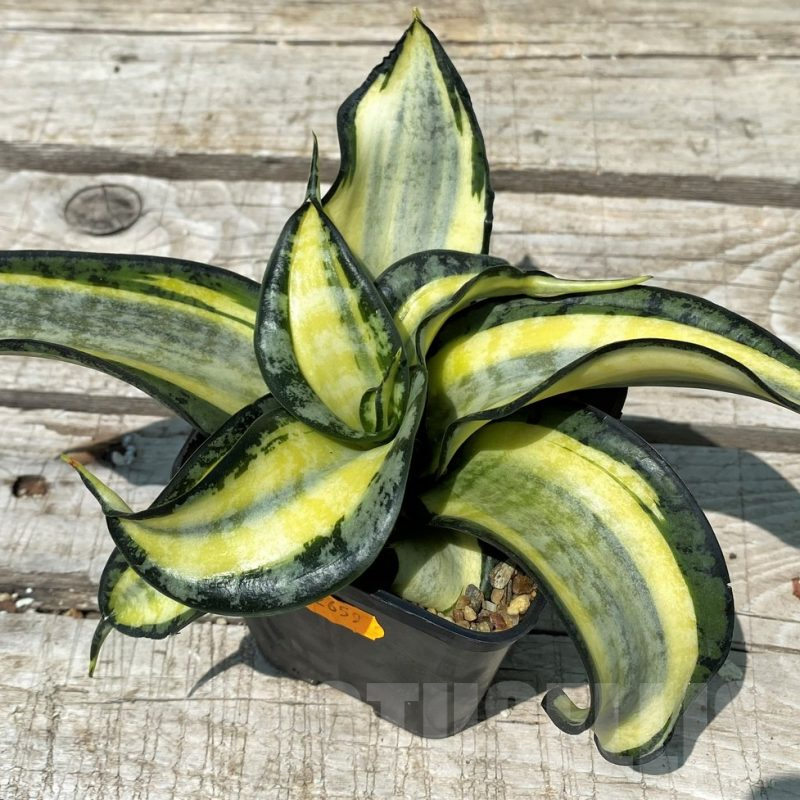 SH10827 Sansevieria 'Golden Wendy'