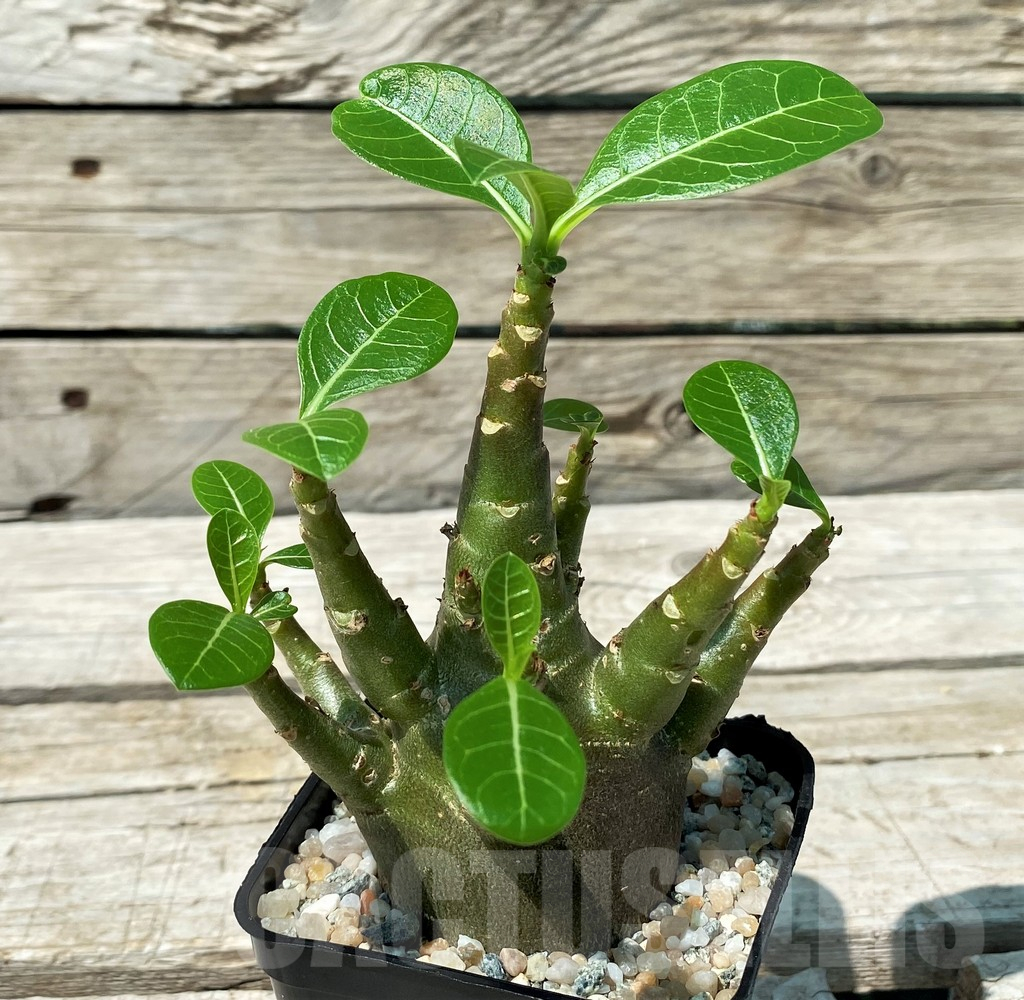 SH10847 Adenium arabicum 'Green Body'