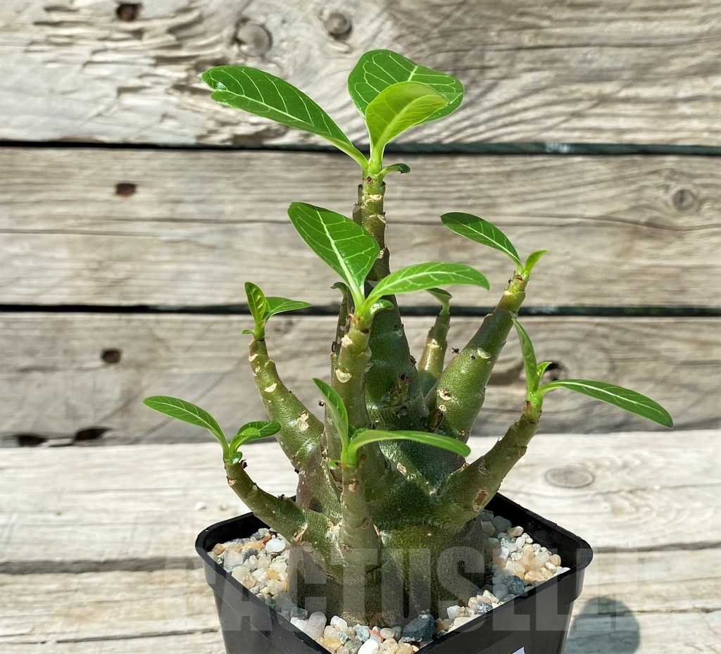 SH10847 Adenium arabicum 'Green Body' - Image 2