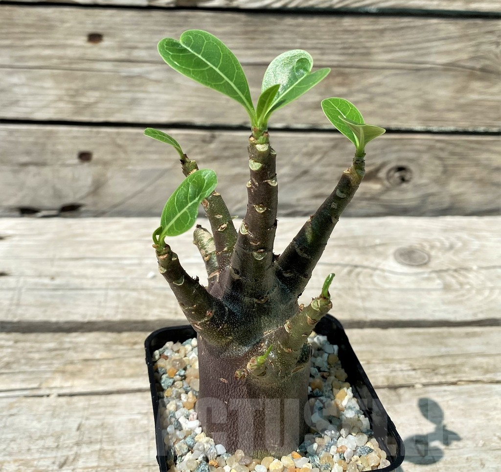 SH10848 Adenium arabicum 'Black Body'