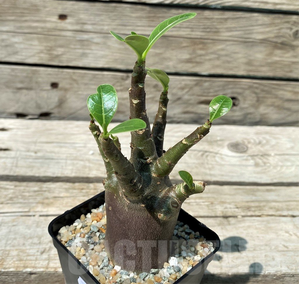 SH10848 Adenium arabicum 'Black Body' – Image 2