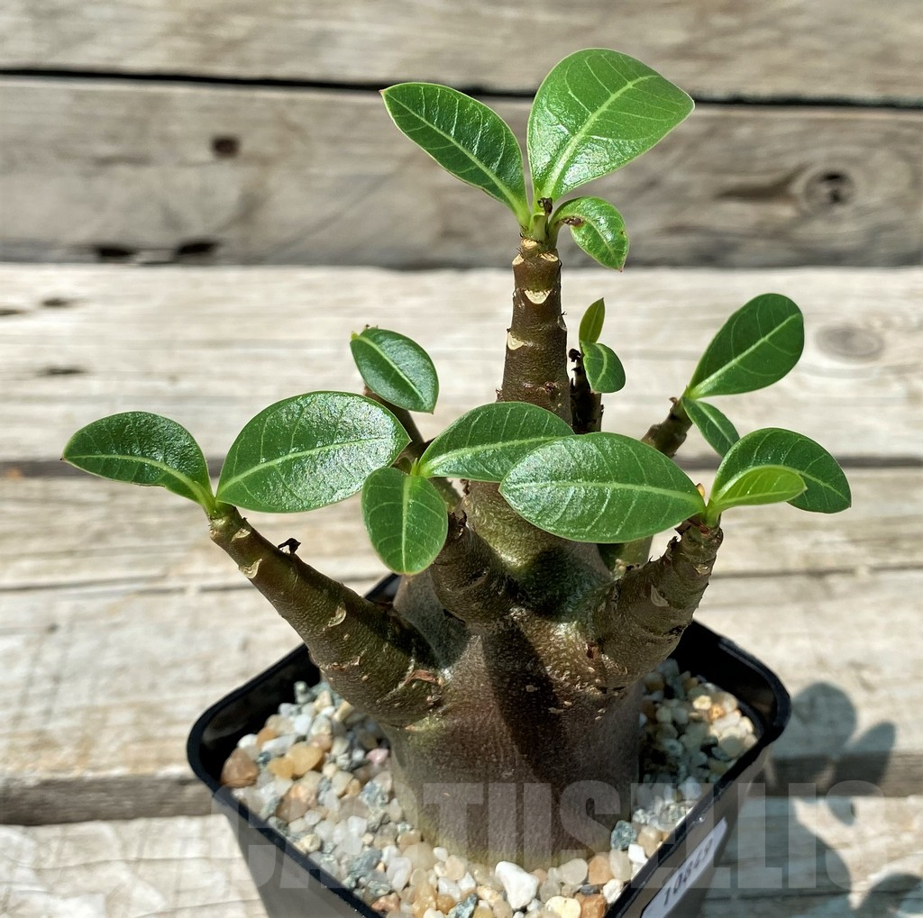 SH10849 Adenium arabicum 'Black Body'