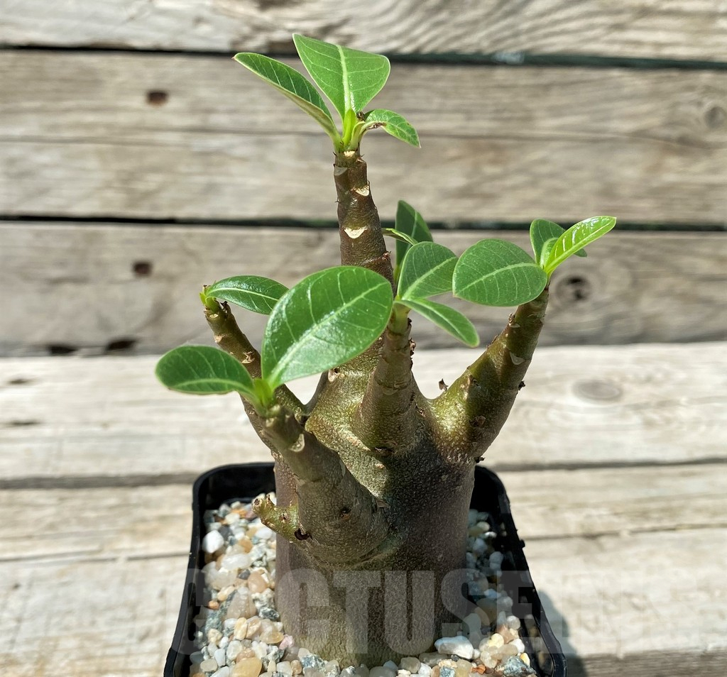SH10849 Adenium arabicum 'Black Body' - Image 2