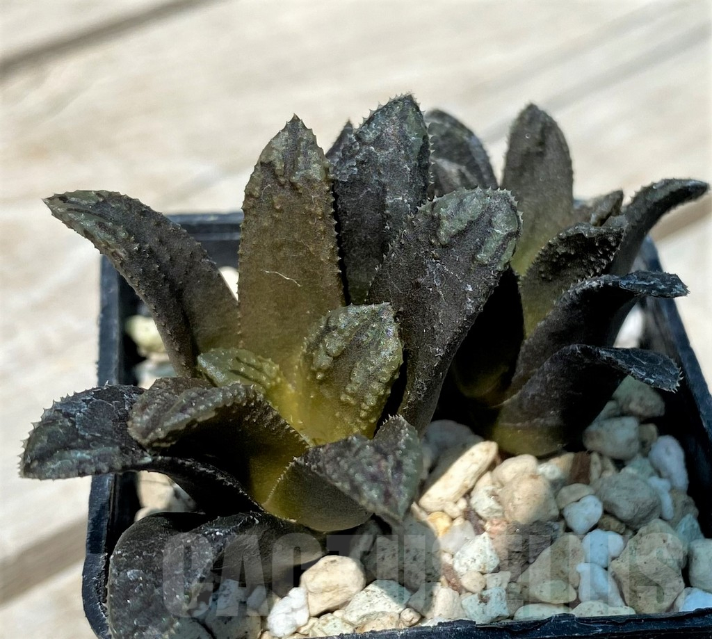 SH10851 Haworthia 'Oniyome' - Obrázek 2