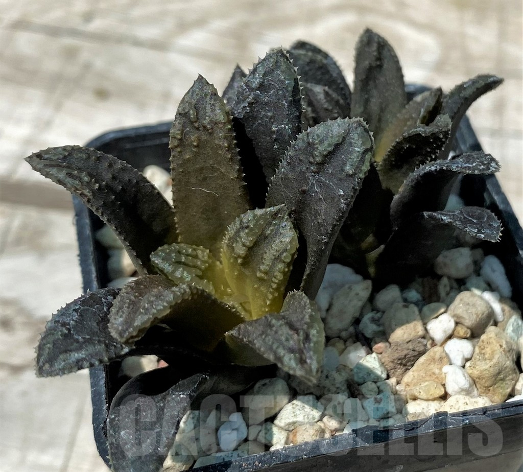 SH10851 Haworthia 'Oniyome'
