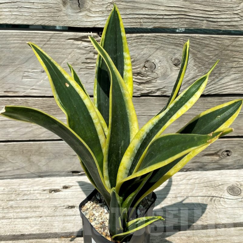 SH10797 Sansevieria 'Black Gold'