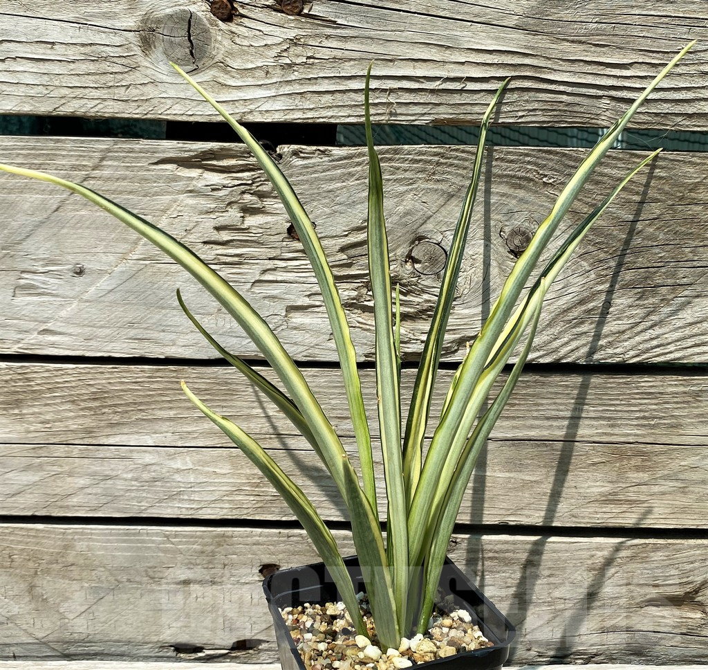 SH10800 Sansevieria 'Parpalancet'