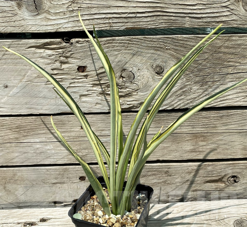SH10800 Sansevieria 'Parpalancet' - immagine 2