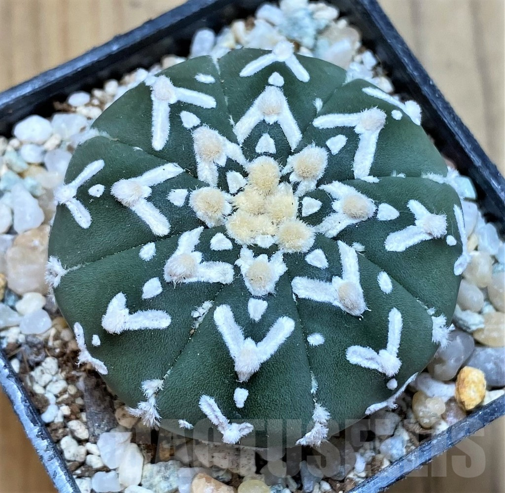 SH9743 Astrophytum asterias ‘Super Kabuto’ V-type f. nudum