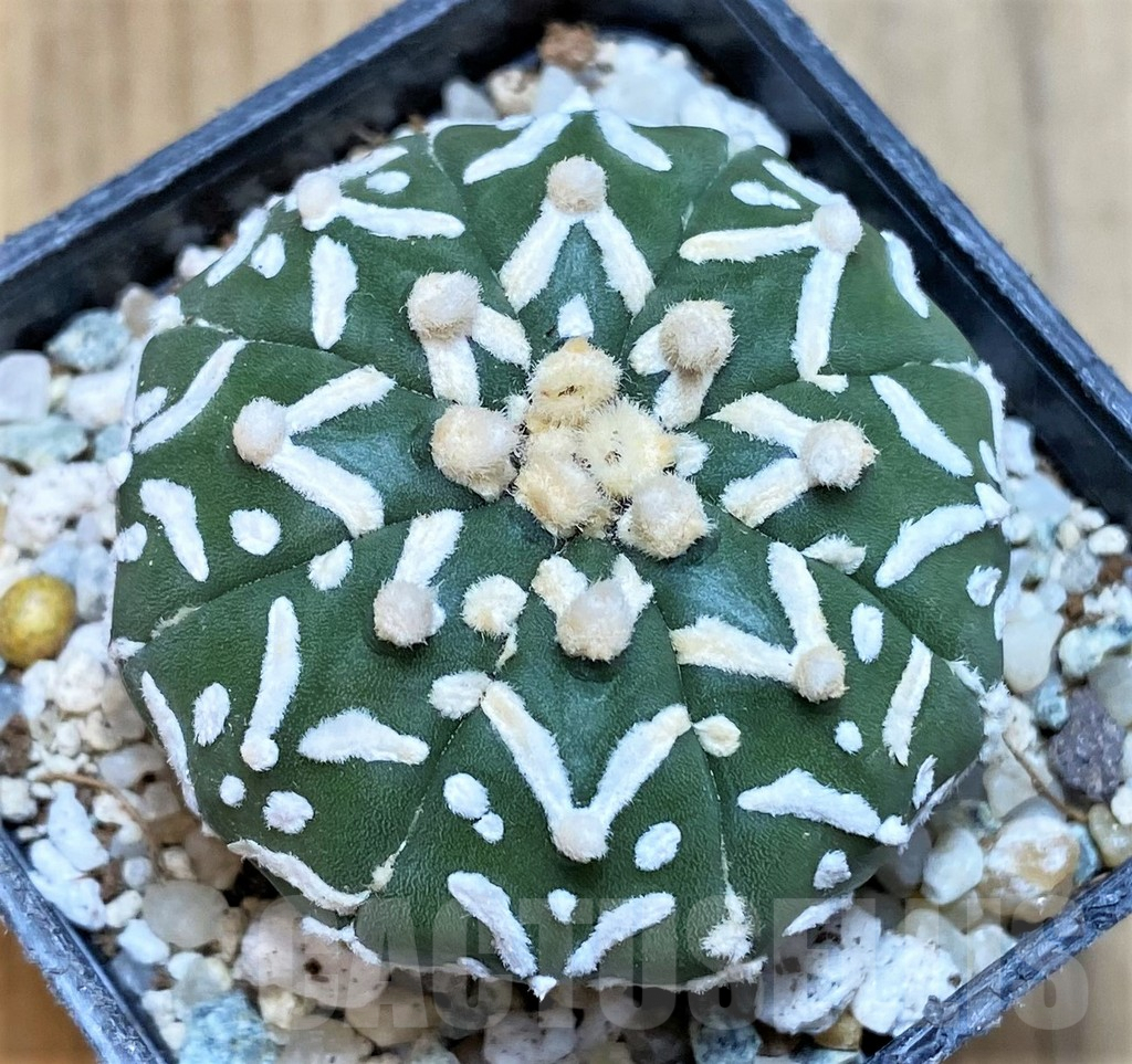 SH9744 Astrophytum asterias ‘Super Kabuto’ V-type f. nudum