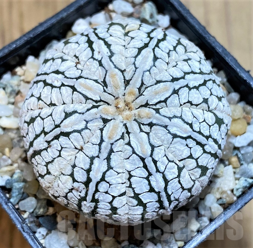 SH9745 Astrophytum asterias ‘Super Kabuto’ hybrid