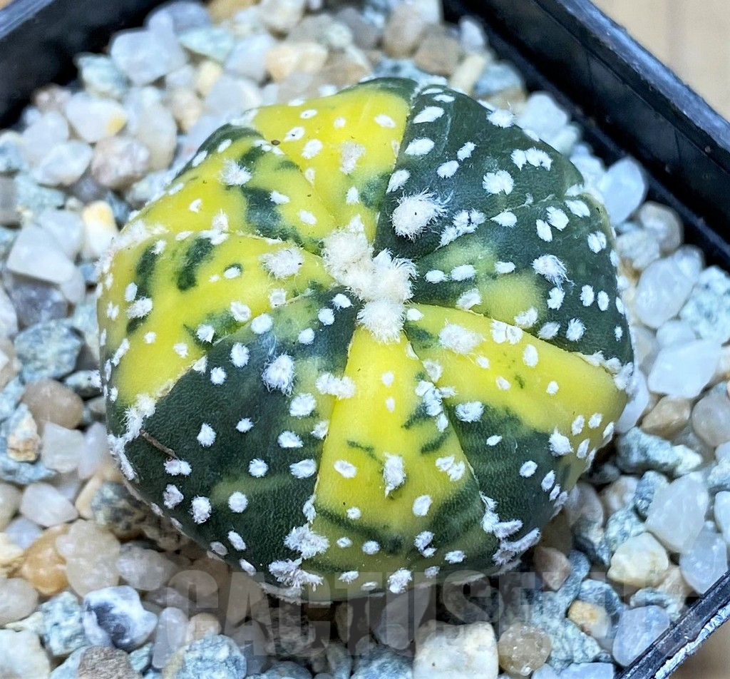 SH9748 Astrophytum asterias ‘Super Kabuto’ f. variegata