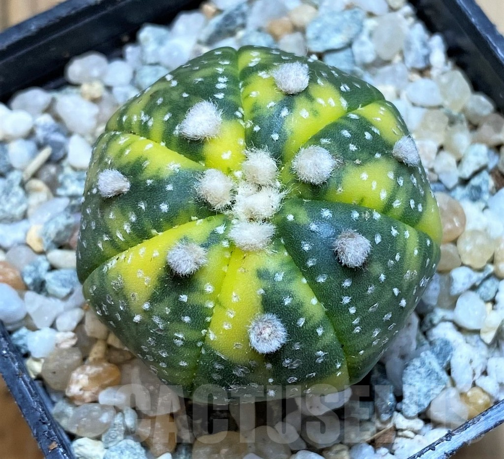 SH9755 Astrophytum asterias f. variegata