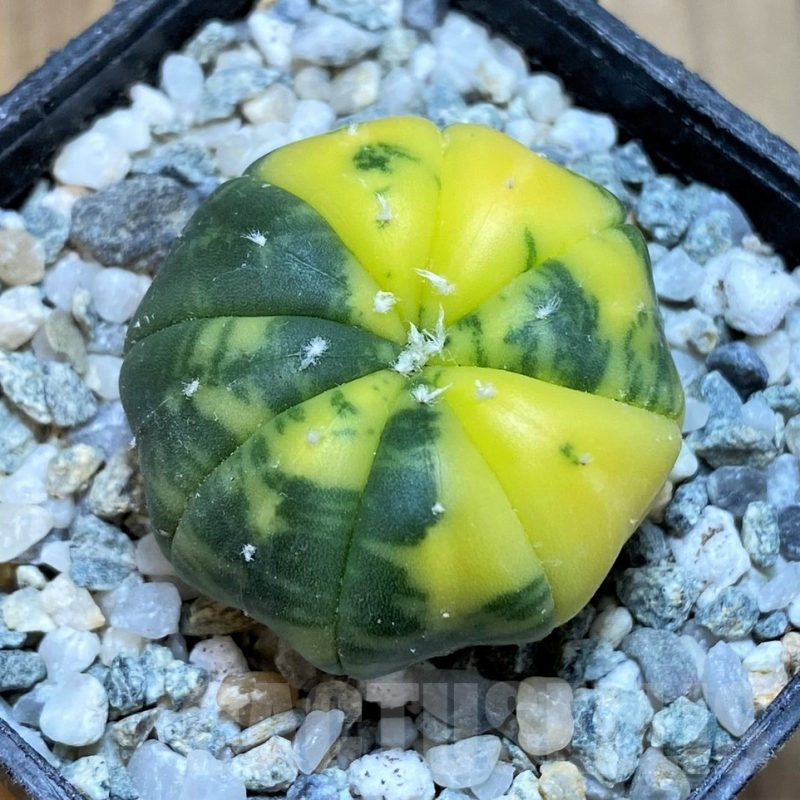 SH9757 Astrophytum asterias f. variegata