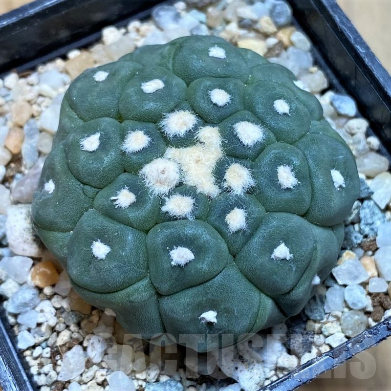 SH9759 Astrophytum asterias ‘Kikko Lizart Skin’