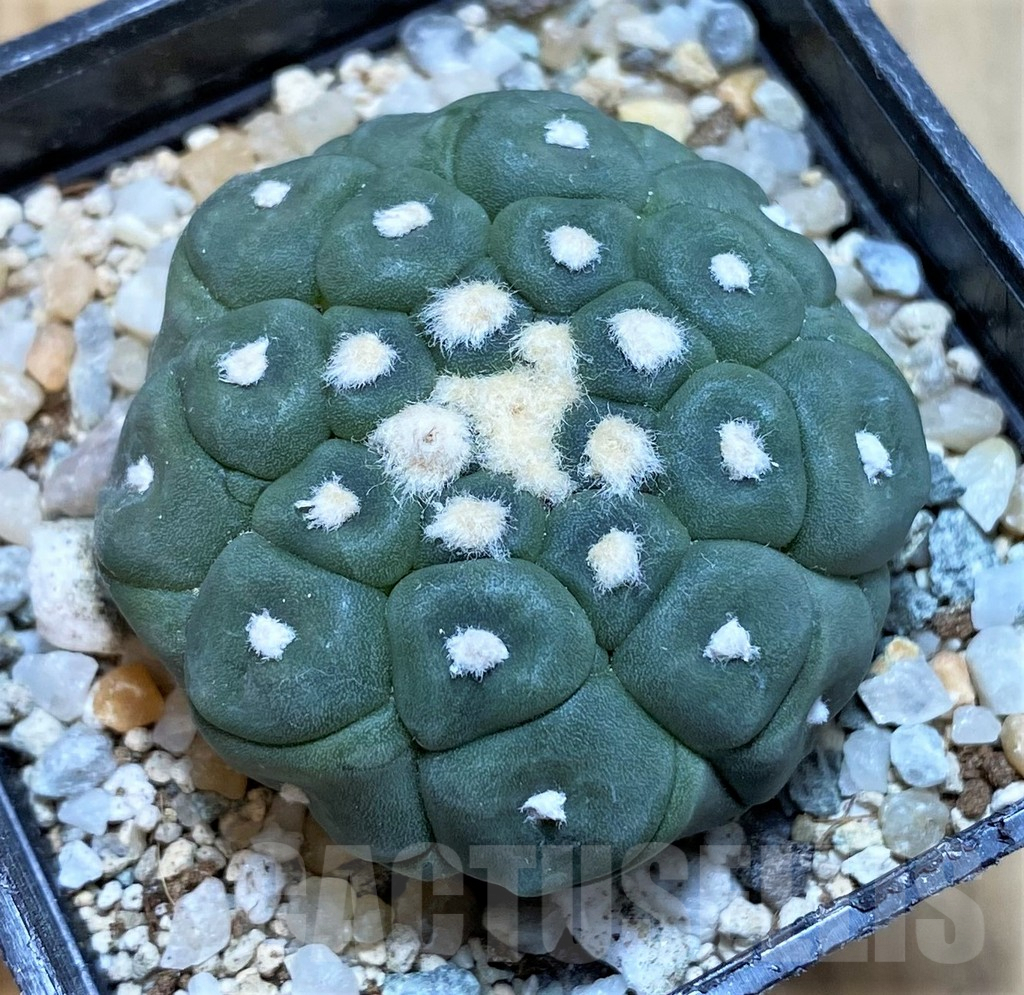 SH9759 Astrophytum asterias ‘Kikko Lizart Skin’