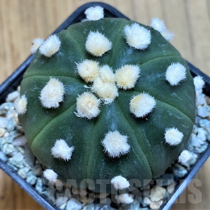 SH9762 Astrophytum asterias 'Ooibo'