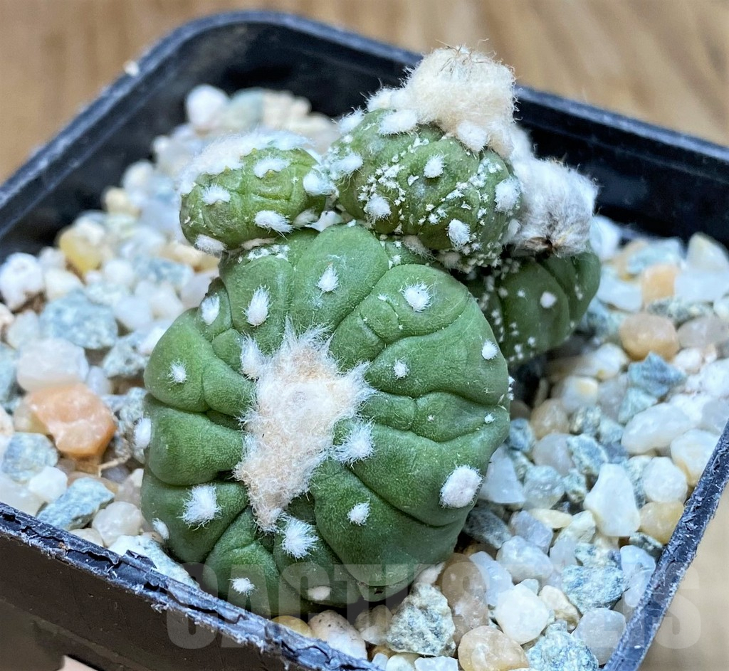 SH9766 Astrophytum asterias 'Kikko Lizart Skin'