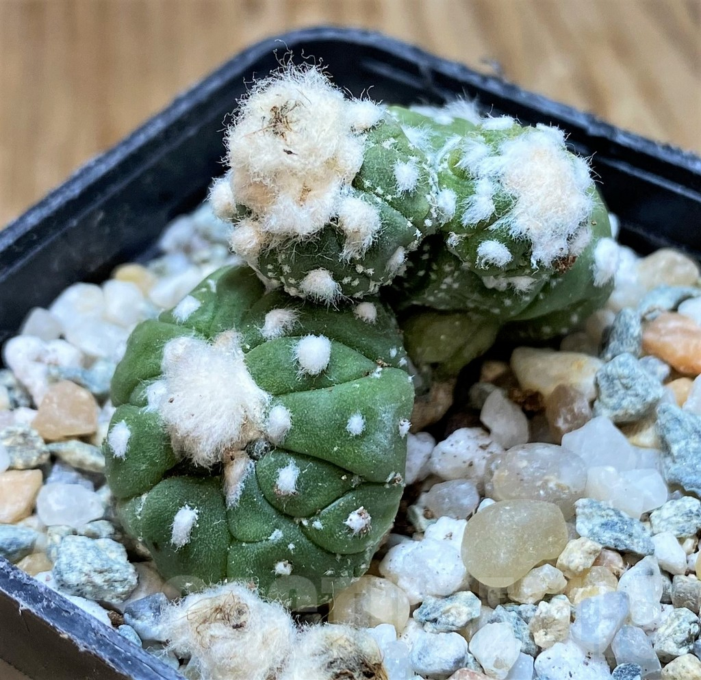 SH9766 Astrophytum asterias 'Kikko Lizart Skin' – Image 2