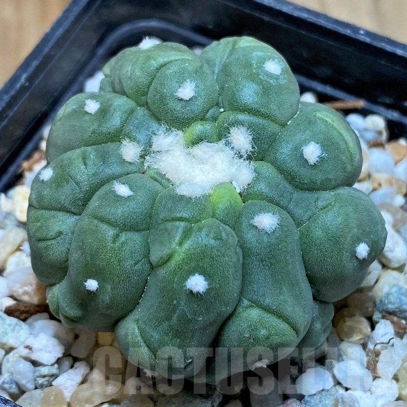 SH9767 Astrophytum asterias ‘Kikko Lizart Skin’