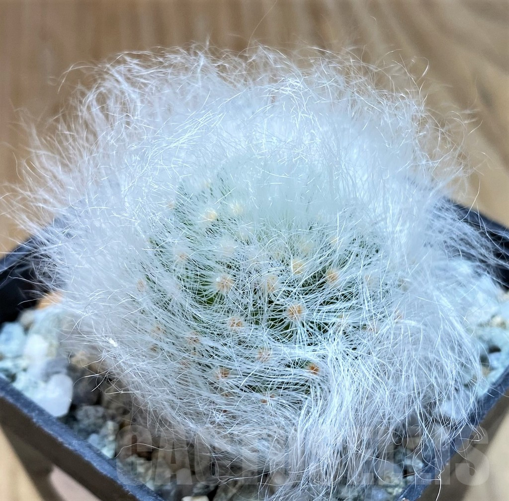 SH9713 Mammillaria guelzowiana LAU 640