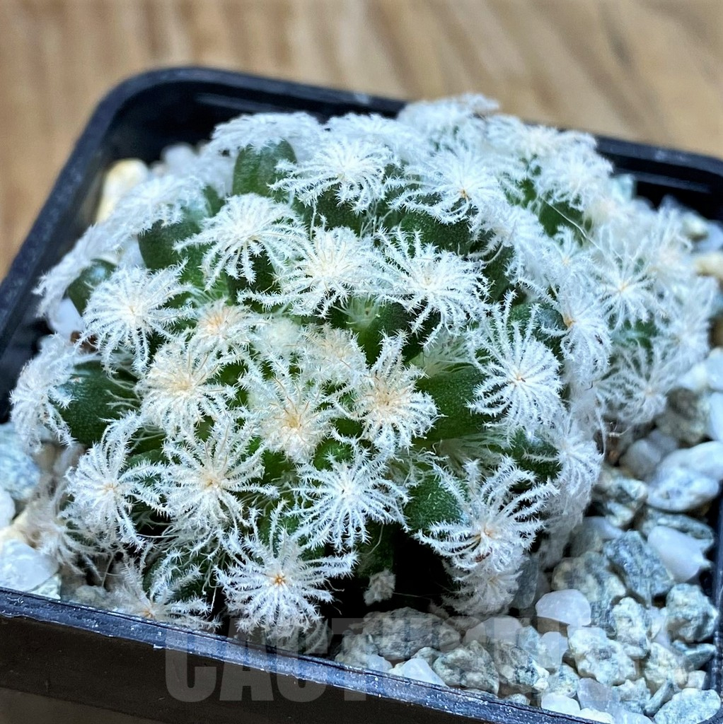 SH9715 Mammillaria plumosa ‘Snow’