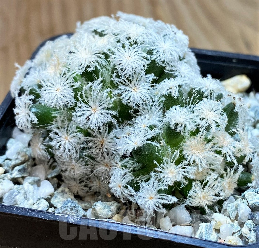 SH9715 Mammillaria plumosa ‘Snow’ - Image 2