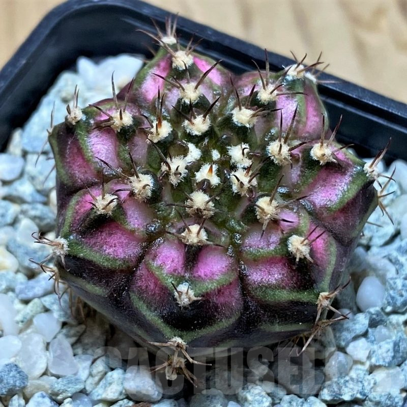 SH9717 Gymnocalycium mihanovichii 'T-Lux' hybrid, seedling