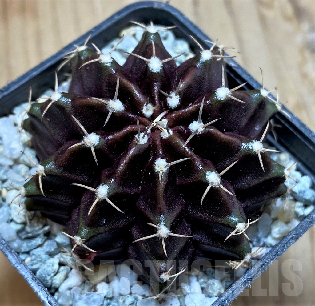 SH9722 Gymnocalycium mihanovichii ‘Black Widow’, seedling - immagine 2