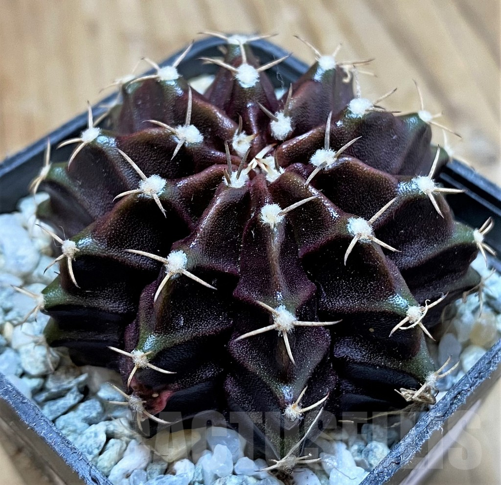 SH9722 Gymnocalycium mihanovichii ‘Black Widow’, seedling