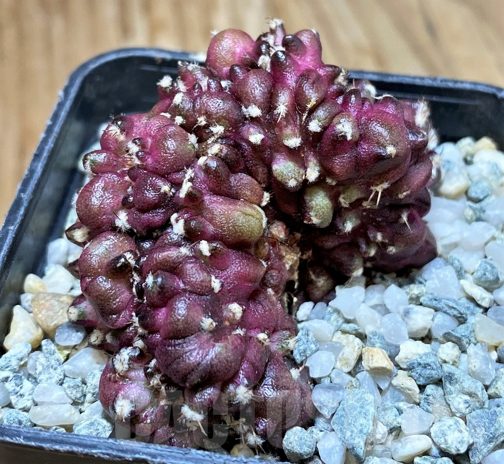 SH9723 Gymnocalycium mihanovichii 'T-Rex' f. cristata