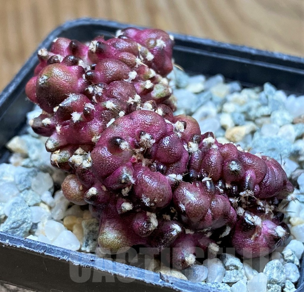 SH9723 Gymnocalycium mihanovichii 'T-Rex' f. cristata - immagine 2