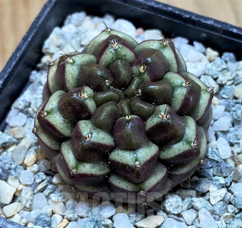 SH9725 Gymnocalycium mihanovichii ‘Day Dream’, seedling