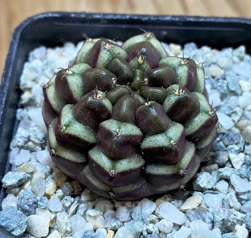 SH9725 Gymnocalycium mihanovichii ‘Day Dream’, seedling - Imagen 2