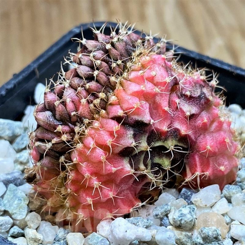 SH9727 Gymnocalycium mihanovichii variegata f. cristata