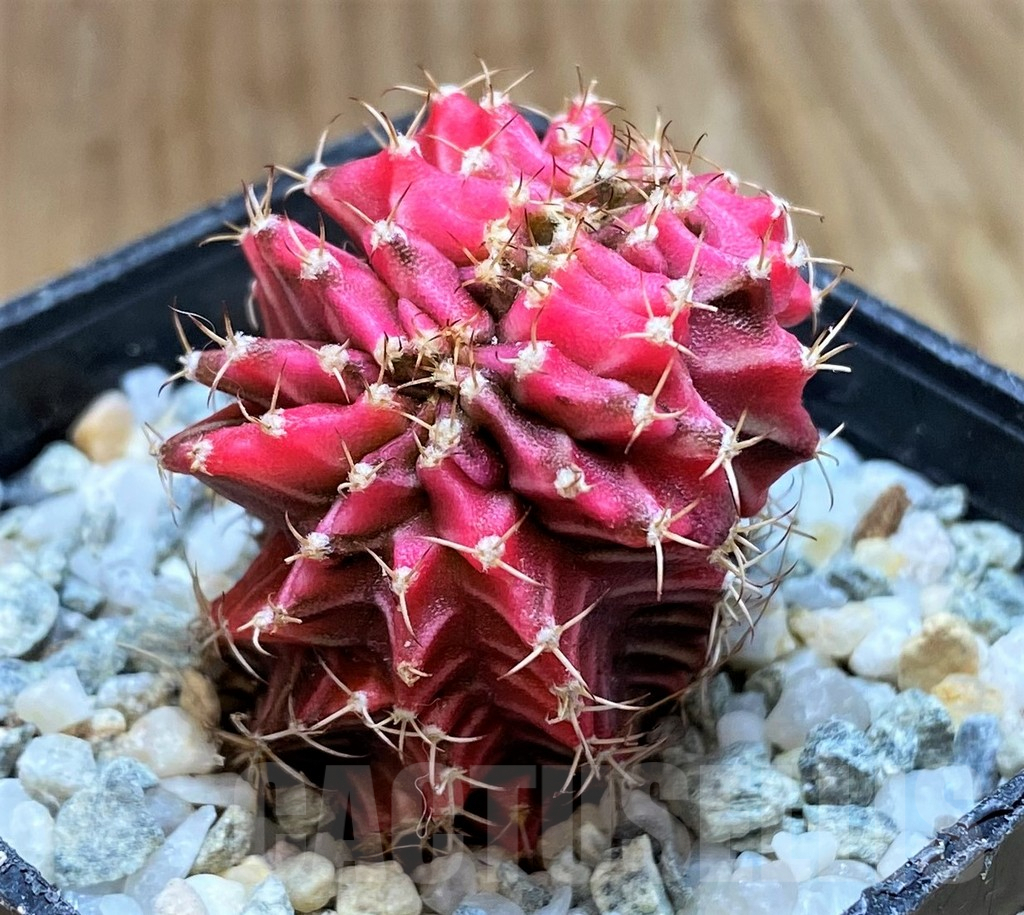 SH9728 Gymnocalycium mihanovichii variegata f. cristata