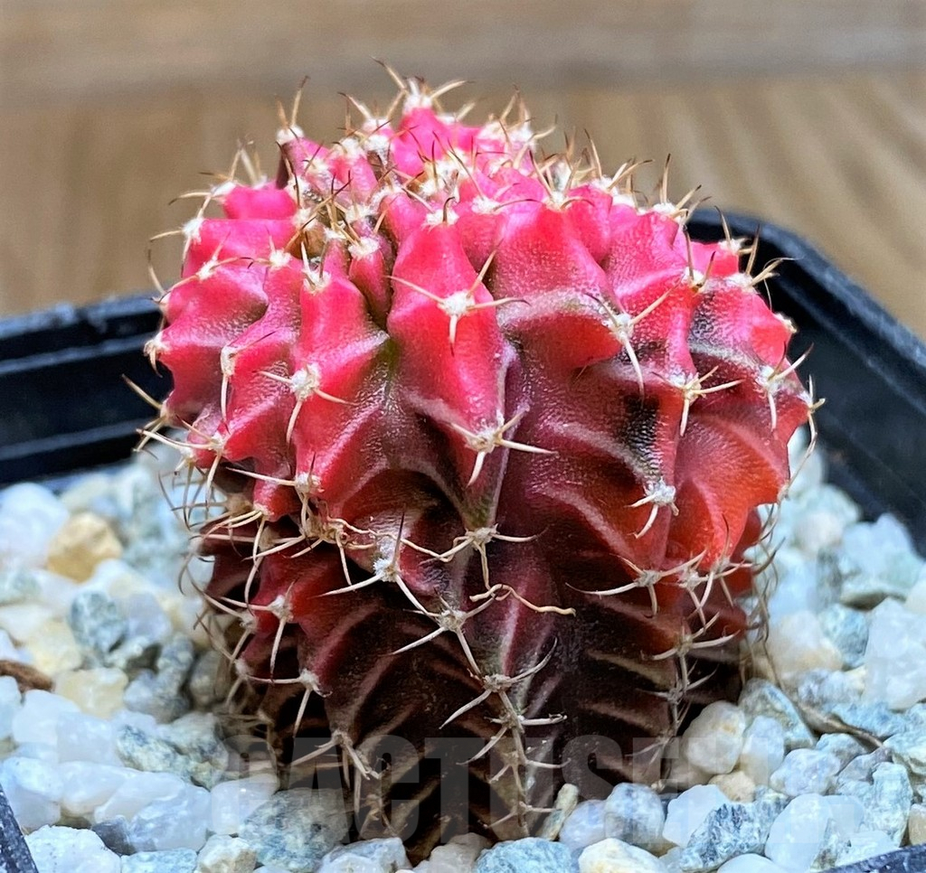 SH9728 Gymnocalycium mihanovichii variegata f. cristata - Image 2
