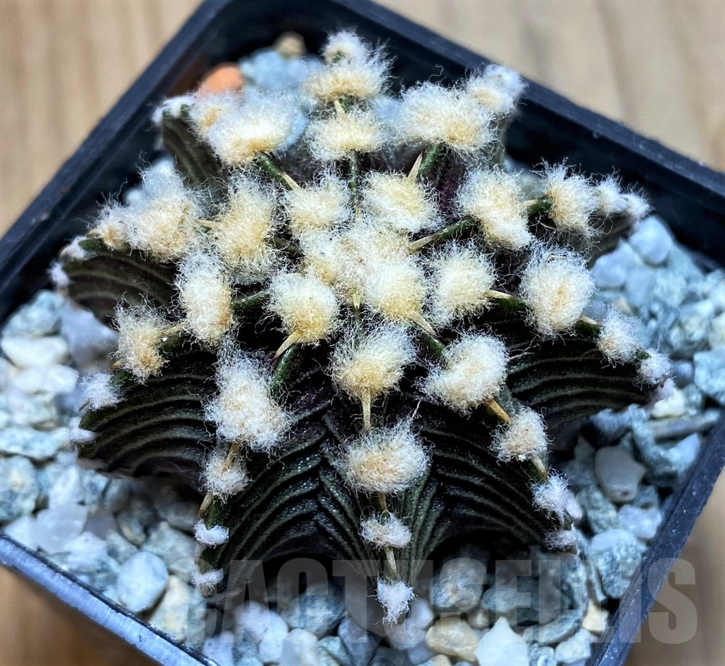 SH9730 Gymnocalycium friedrichii VOS1211, select form, seedling