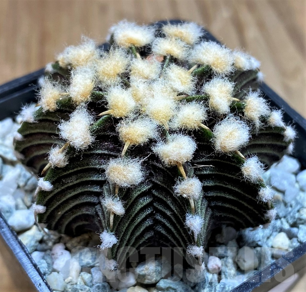 SH9730 Gymnocalycium friedrichii VOS1211, select form, seedling - Image 2