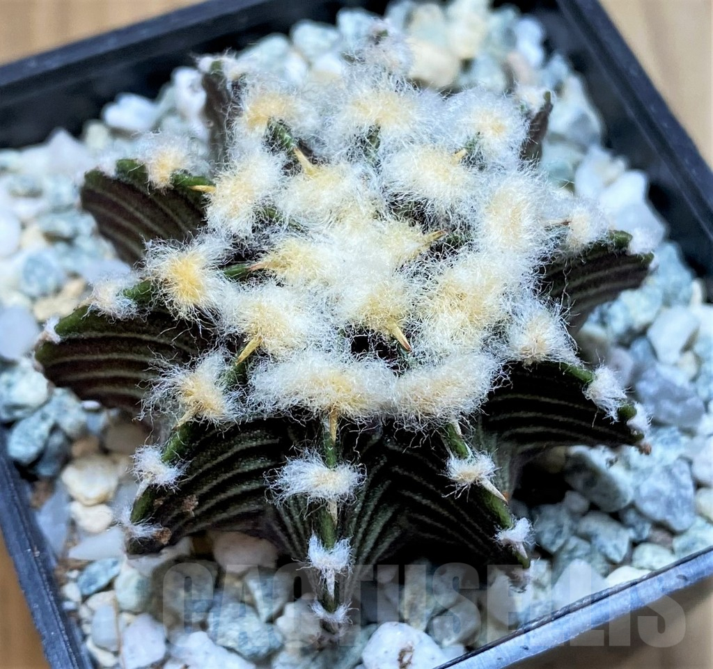 SH9731 Gymnocalycium friedrichii VOS1211, select form, seedling