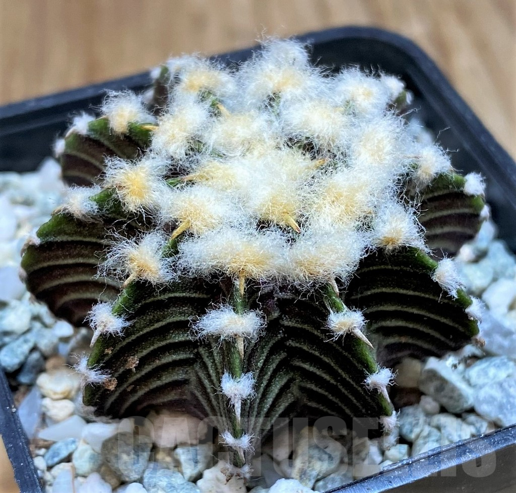 SH9731 Gymnocalycium friedrichii VOS1211, select form, seedling - Image 2