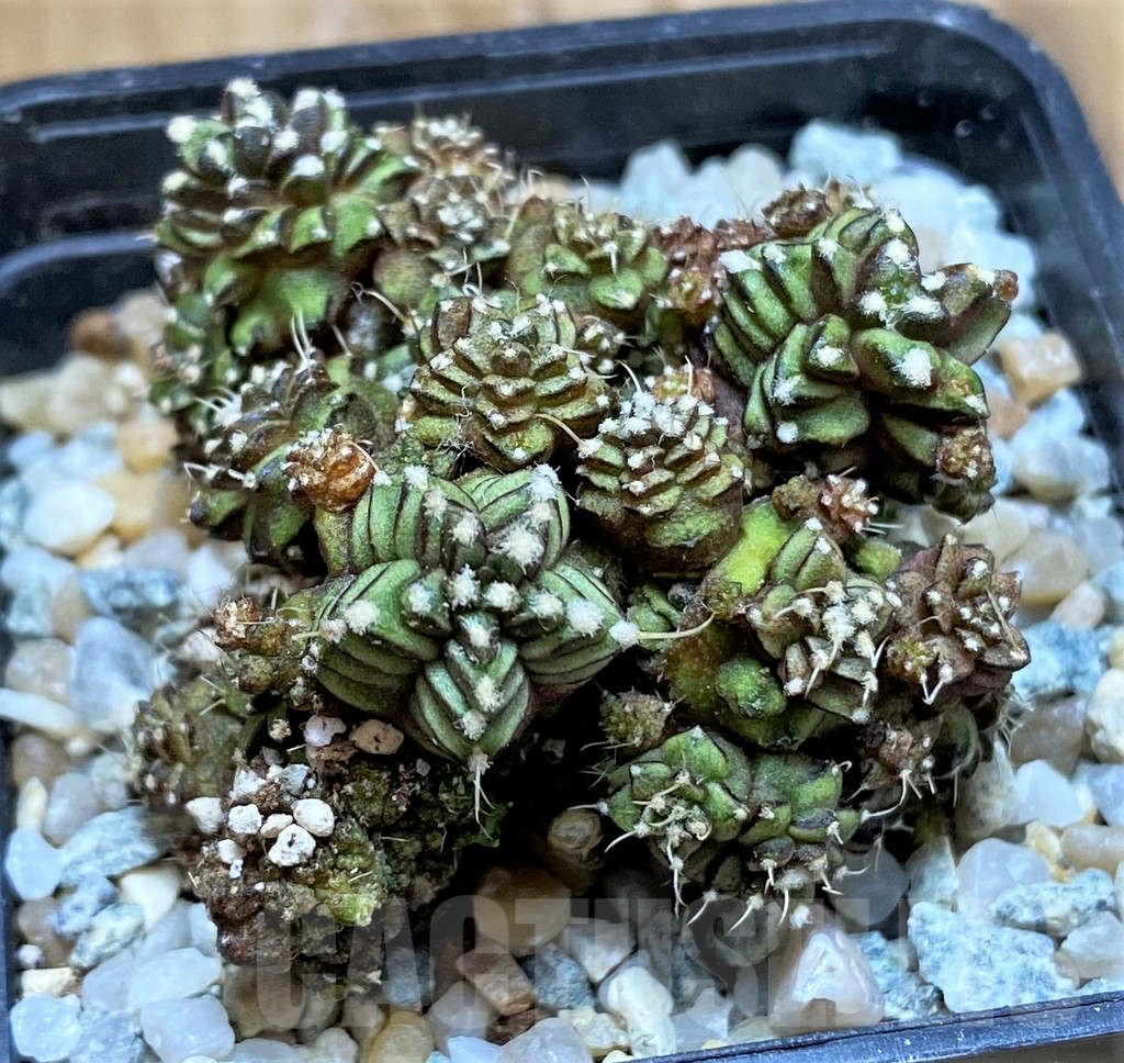 SH9732 Gymnocalycium mihanovichii 'Green Crocodile'