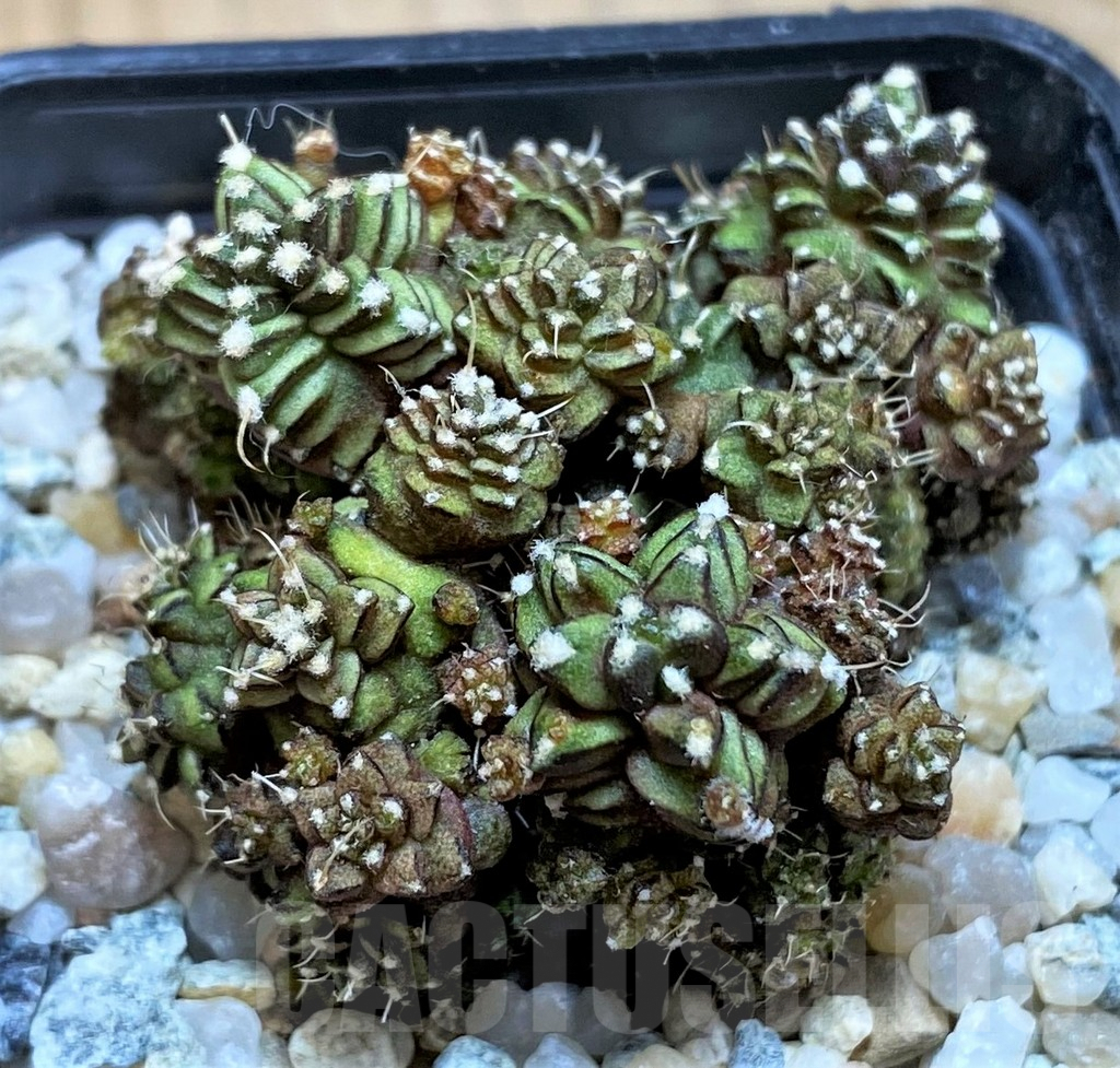 SH9732 Gymnocalycium mihanovichii 'Green Crocodile' - Imagen 2