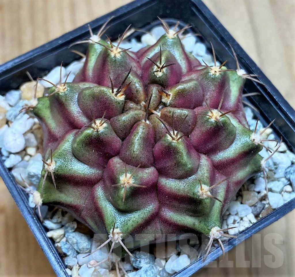 SH9733 Gymnocalycium mihanovichii ‘Purple Nebula’ - Image 2