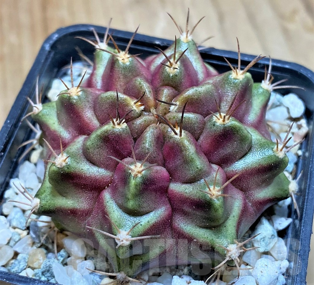 SH9733 Gymnocalycium mihanovichii ‘Purple Nebula’