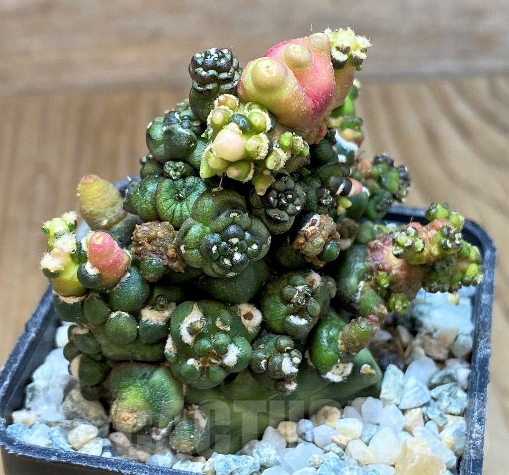 SH9734 Gymnocalycium mihanovichii ‘Transformer’