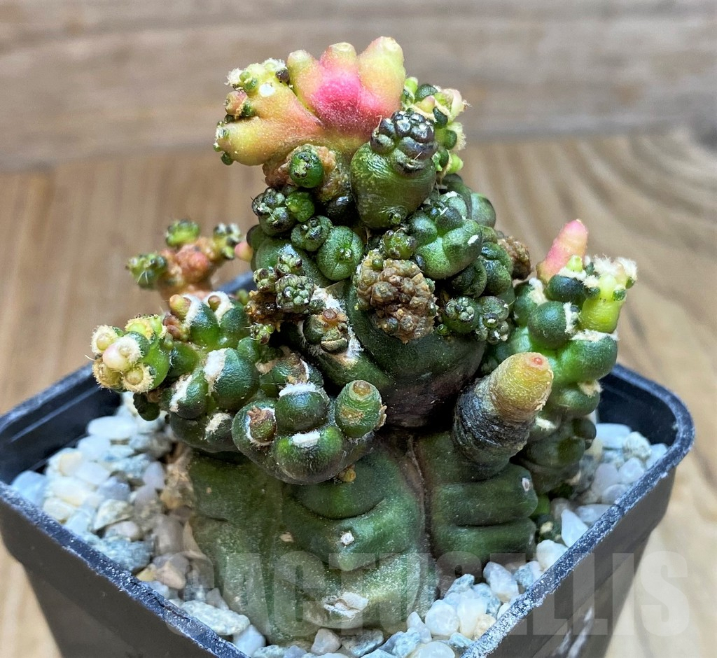 SH9734 Gymnocalycium mihanovichii ‘Transformer’ - Image 2