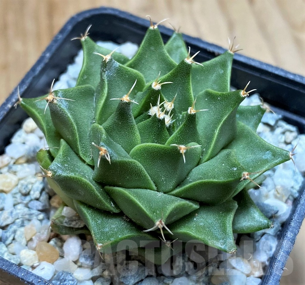 SH9735 Obregonia denigrii - Image 2